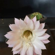 Una foto de Echinopsis oxygona