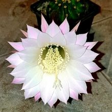 Una foto de Echinopsis oxygona