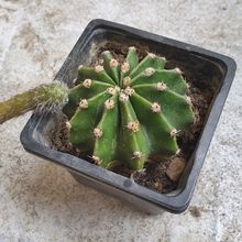 Una foto de Echinopsis oxygona