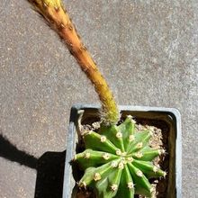 Una foto de Echinopsis oxygona