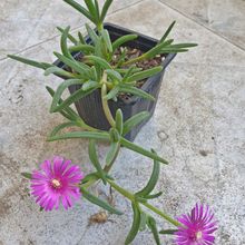 Foto de un cactus que se está identificando actualmente