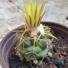 Una foto de Coryphantha elephantidens ssp.bumamma