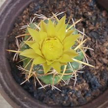 Una foto de Coryphantha elephantidens ssp.bumamma