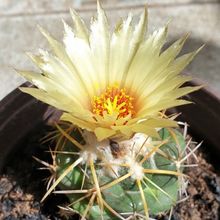 Una foto de Coryphantha elephantidens ssp.bumamma