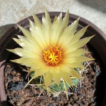Una foto de Coryphantha elephantidens ssp.bumamma