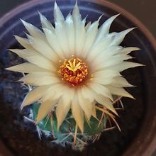 Una foto de Coryphantha elephantidens ssp.bumamma
