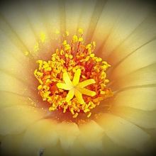 Una foto de Coryphantha elephantidens ssp.bumamma