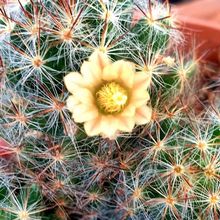 Una foto de Mammillaria prolifera