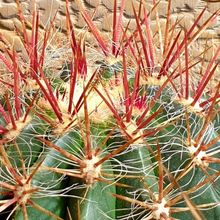 Una foto de Ferocactus pilosus
