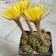 A photo of Echinopsis arachnacantha