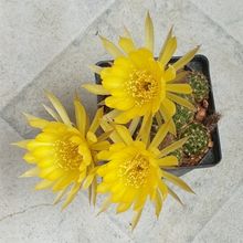 A photo of Echinopsis arachnacantha