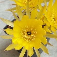 A photo of Echinopsis arachnacantha