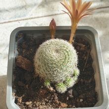 Una foto de Rebutia heliosa x pulvinosa cv. sunrise (HIBRIDO)