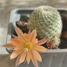 Una foto de Rebutia heliosa x pulvinosa cv. sunrise (HIBRIDO)