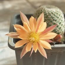 Una foto de Rebutia heliosa x pulvinosa cv. sunrise (HIBRIDO)
