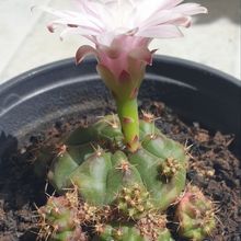 A photo of Gymnocalycium anisitsii ssp. damsii cv. Multiproliferum