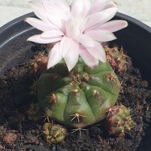 A photo of Gymnocalycium anisitsii ssp. damsii cv. Multiproliferum