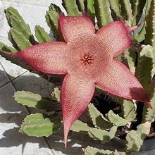 Una foto de Stapelia grandiflora