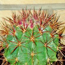 Una foto de Ferocactus pilosus