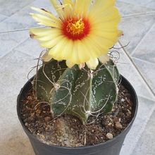 A photo of Astrophytum capricorne