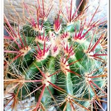 Una foto de Ferocactus pilosus