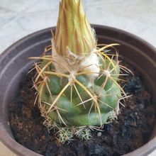 Una foto de Coryphantha elephantidens ssp.bumamma