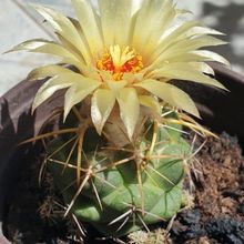 Una foto de Coryphantha elephantidens ssp.bumamma