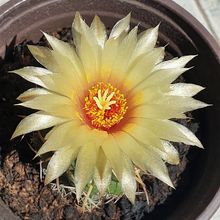 Una foto de Coryphantha elephantidens ssp.bumamma