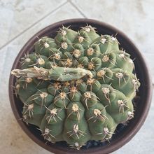 Photo of a cactus currently being identified