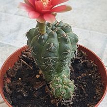 Gymnocalycium baldianum