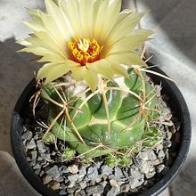 Una foto de Coryphantha elephantidens ssp.bumamma