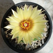 Una foto de Coryphantha elephantidens ssp.bumamma