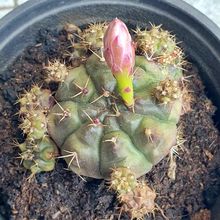 A photo of Gymnocalycium anisitsii ssp. damsii cv. Multiproliferum