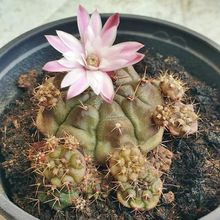 A photo of Gymnocalycium anisitsii ssp. damsii cv. Multiproliferum