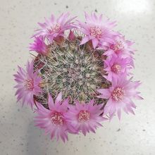 Foto de un cactus que se está identificando actualmente