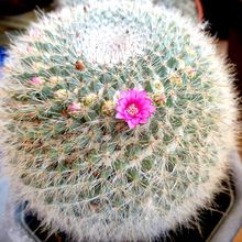 A photo of Mammillaria hahniana ssp. woodsii