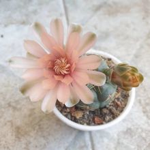Foto de un cactus que se está identificando actualmente