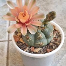 Foto de un cactus que se está identificando actualmente