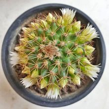 Una foto de Mammillaria backebergiana ssp. backebergiana