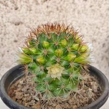Una foto de Mammillaria backebergiana ssp. backebergiana