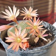Una foto de Rebutia heliosa x pulvinosa cv. sunrise (HIBRIDO)