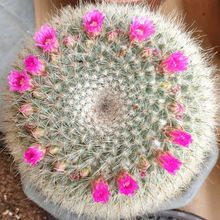 A photo of Mammillaria hahniana ssp. woodsii
