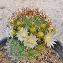 Una foto de Mammillaria backebergiana ssp. backebergiana