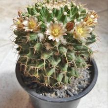 Foto de un cactus que se está identificando actualmente