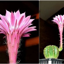 Una foto de Echinopsis oxygona