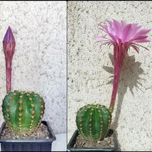 Una foto de Echinopsis oxygona
