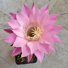Una foto de Echinopsis oxygona