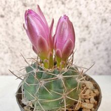 Foto de un cactus que se está identificando actualmente