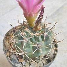 Foto de un cactus que se está identificando actualmente