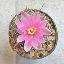 Foto de un cactus que se está identificando actualmente